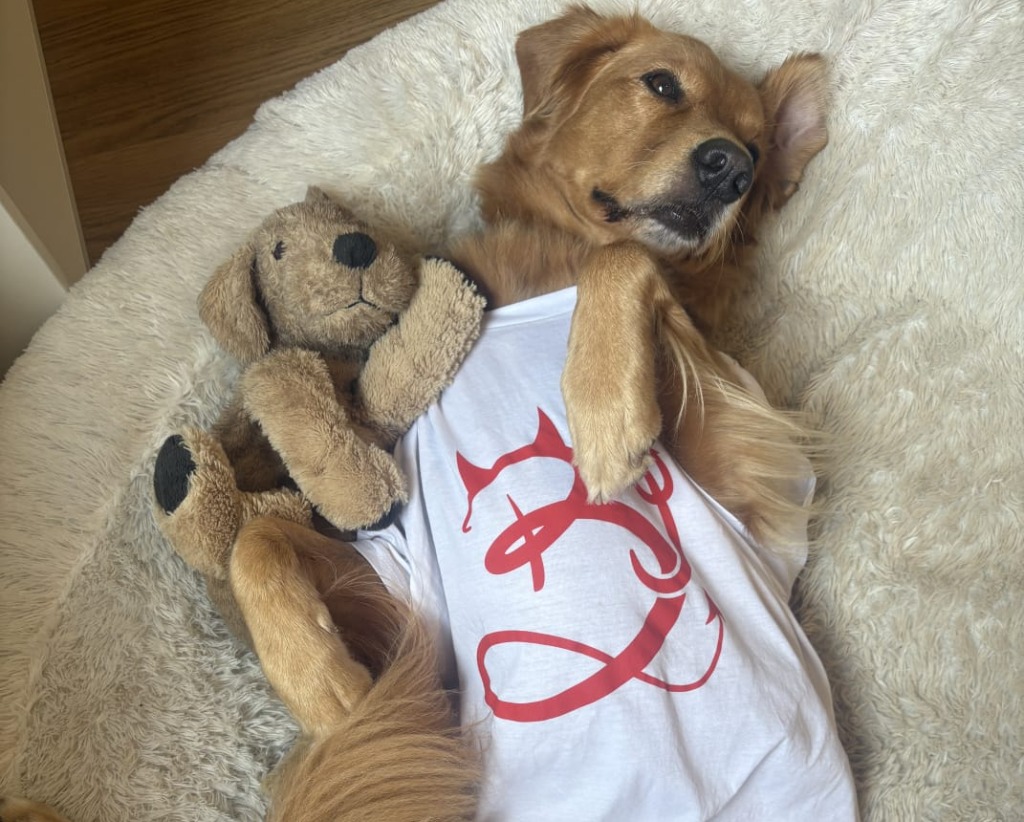 Un adorable perrete posando con una camiseta blanca con el logo de Barbijaputa en. rojo.
